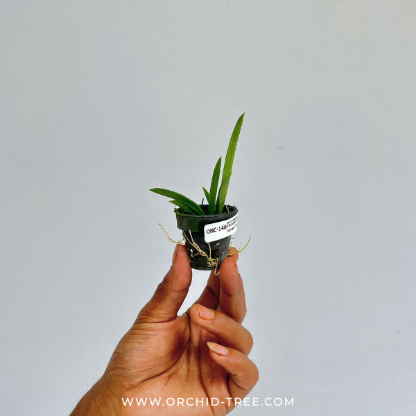 Oncidium Tolumnia Jairak Firm Lion Orchid Plant - BS (Miniature)