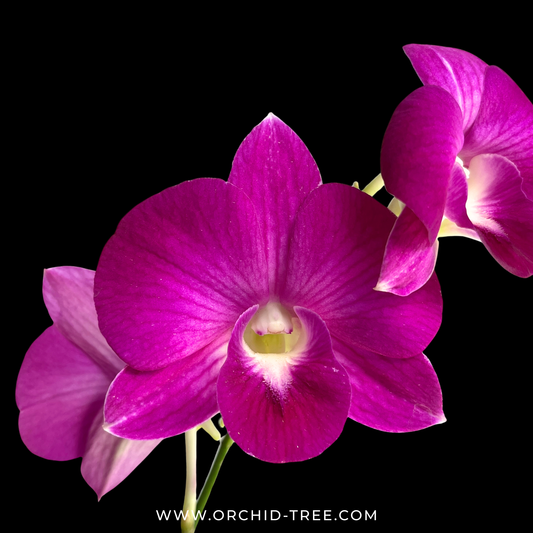 Dendrobium Kam Mam - FF (Open Flowers)