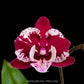 Phalaenopsis SKB Black Lace Orchid Plant - BS - Buy Orchids Plants Online by Orchid-Tree.com