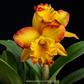 Cattleya Jupiter Orchid Plant - BS - Buy Orchids Plants Online by Orchid-Tree.com