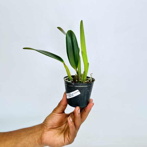 Cattleya (Sc.) Crystelle Smith 'N.R' - Orchid plant (Miniature) - BS - Buy Orchids Plants Online by Orchid-Tree.com