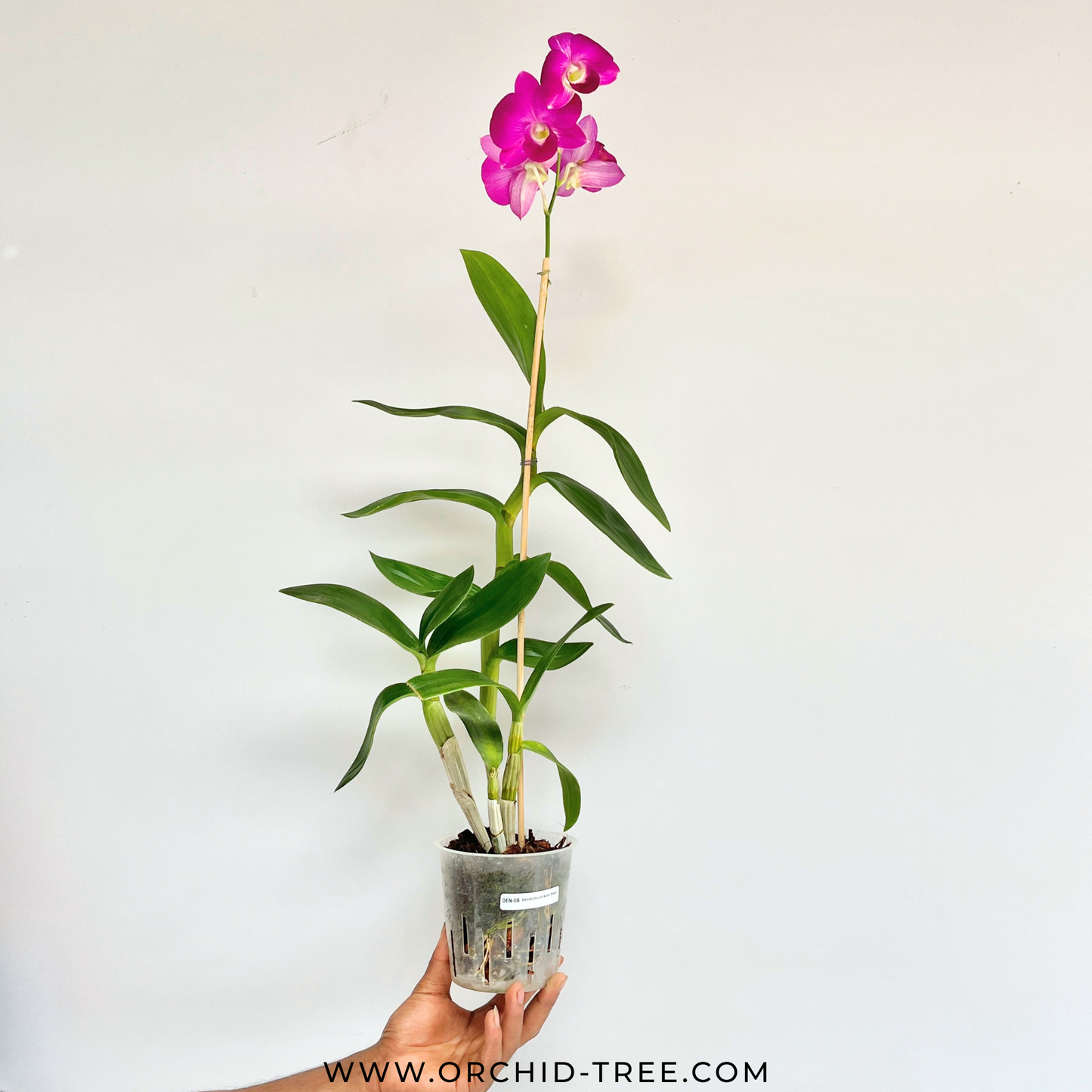 Dendrobium Kam Mam - FF (Open Flowers)