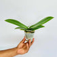 Phalaenopsis SKB Black Lace Orchid Plant - BS - Buy Orchids Plants Online by Orchid-Tree.com