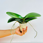 Phalaenopsis Yellow Fever Orchid Plant - BS - Buy Orchids Plants Online by Orchid-Tree.com