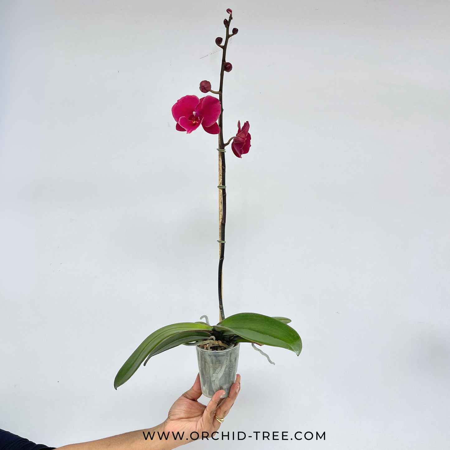 Phalaenopsis Lianher Wax Fouse Orchid Plant - FF