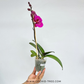 Phalaenopsis Lianher Rolex Orchid Plant - FF