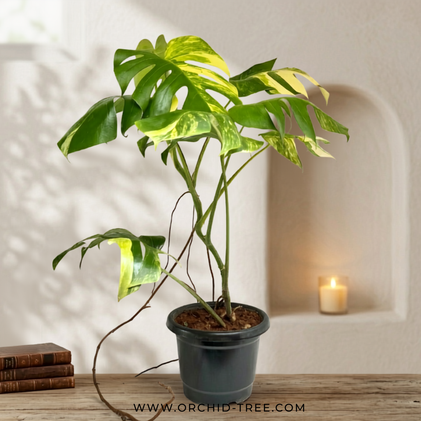 Monstera Thai Constellation