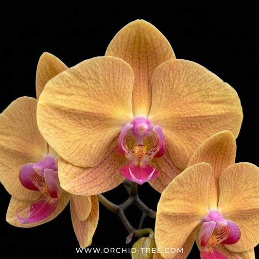 Phalaenopsis Yellow Knight Orchid Plant - FF