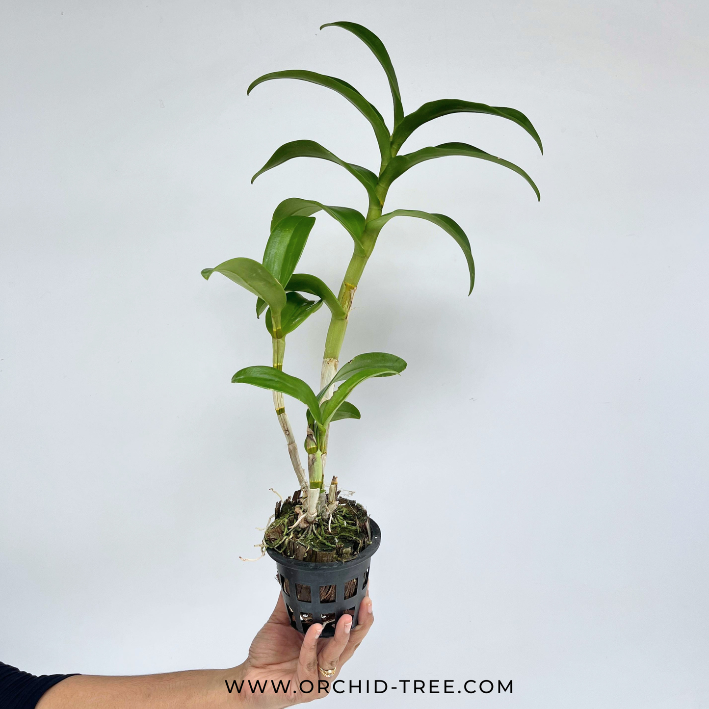 Dendrobium Red #319 Orchid Plant - BS