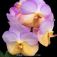 Vanda Yellow Butterfly Orchid Plant - BS
