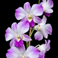 Dendrobium Sonia Erika Orchid Plant - BS - Buy Orchids Plants Online by Orchid-Tree.com