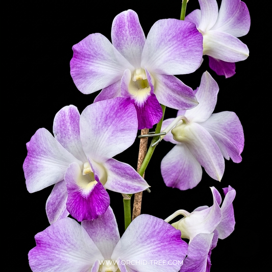 Dendrobium Sonia Erika Orchid Plant - BS - Buy Orchids Plants Online by Orchid-Tree.com