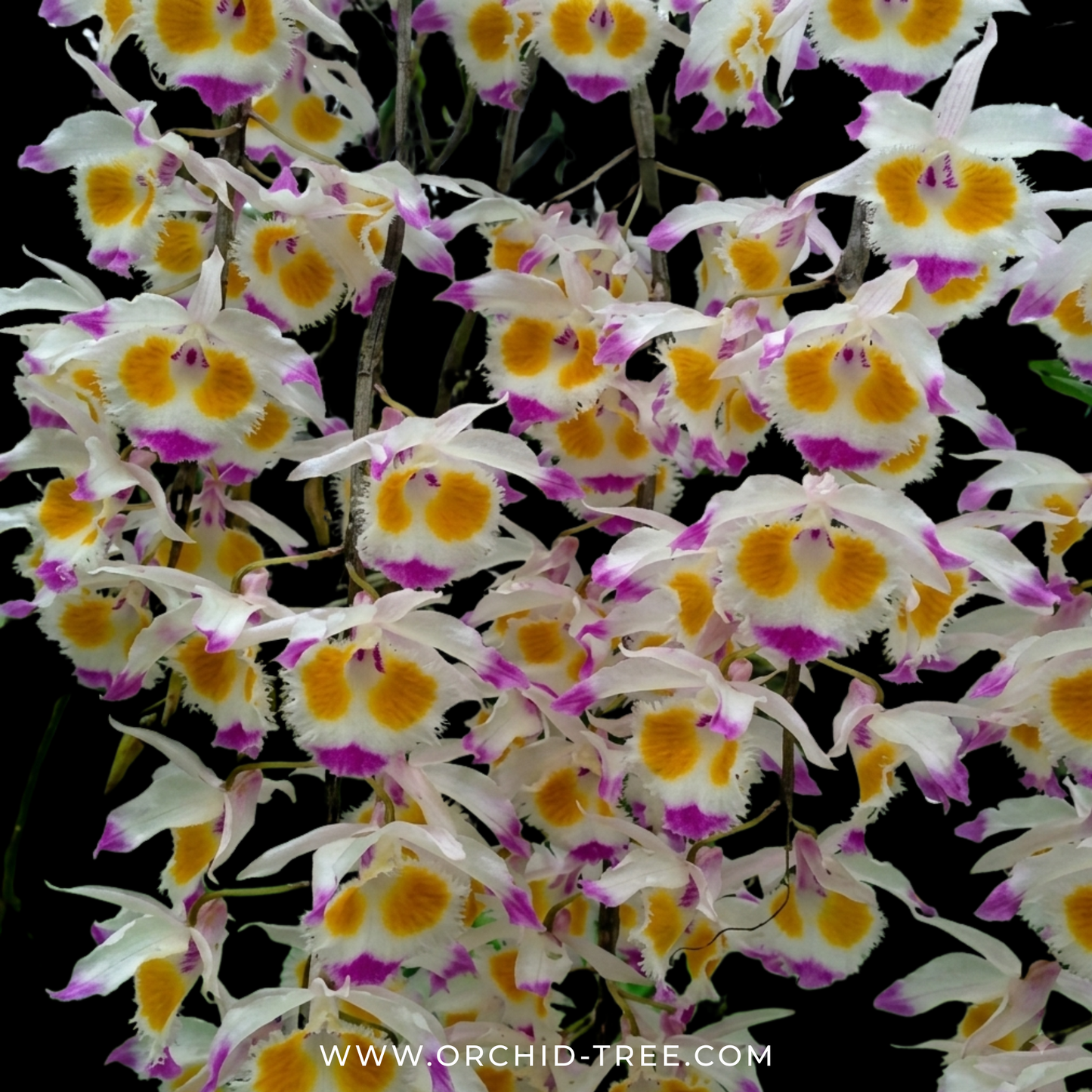 Dendrobium devonianum Sp. Orchid Plant - BS - Buy Orchids Plants Online by Orchid-Tree.com