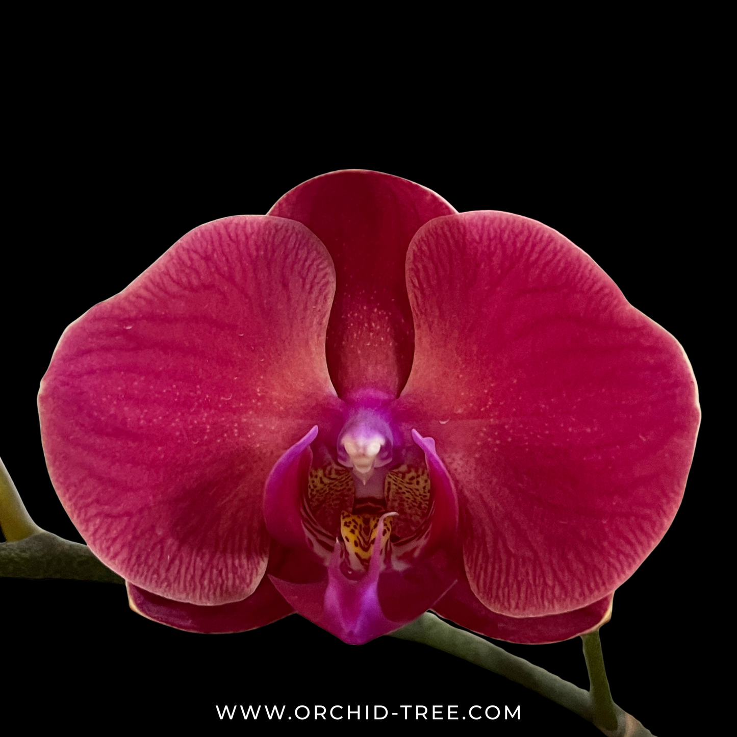 Phalaenopsis Lianher Duo Er-Guen Orchid Plant - FF - Buy Orchids Plants Online by Orchid-Tree.com