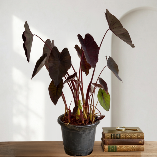 Alocasia Black Magic