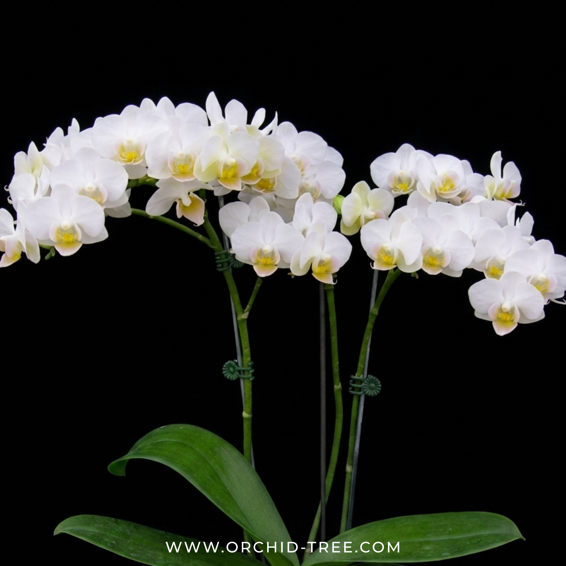 Phalaenopsis Younghome Little Snow Orchid Plant - FF (With Terracotta pot) - Buy Orchids Plants Online by Orchid-Tree.com