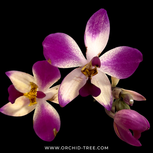 Spathoglottis Purple White Sweet - BS - Buy Orchids Plants Online by Orchid-Tree.com