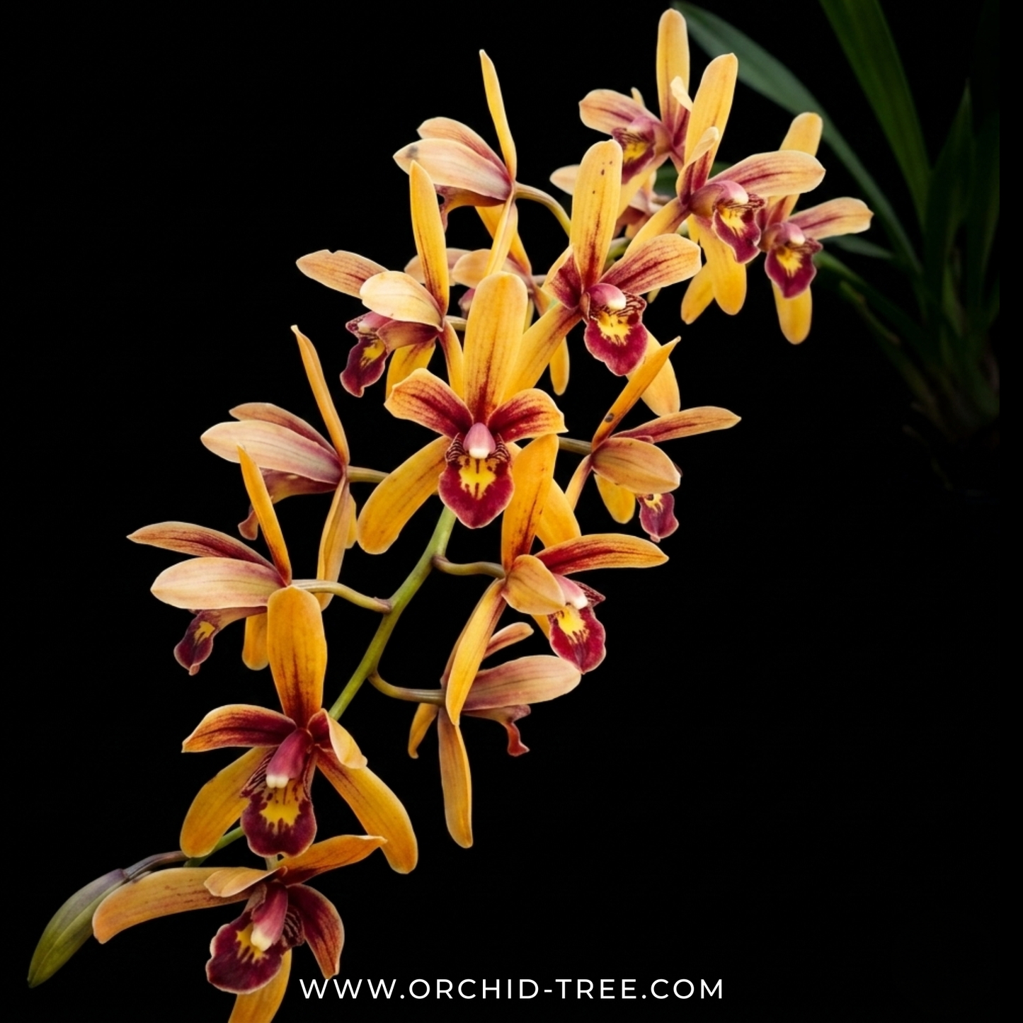 Cymbidium Pakkret Firestrom "Jerry" Orchid Plant - BS (Big Plant) - Buy Orchids Plants Online by Orchid-Tree.com