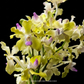 Vanda tessellata var. semi alba sp. - BS - Buy Orchids Plants Online by Orchid-Tree.com