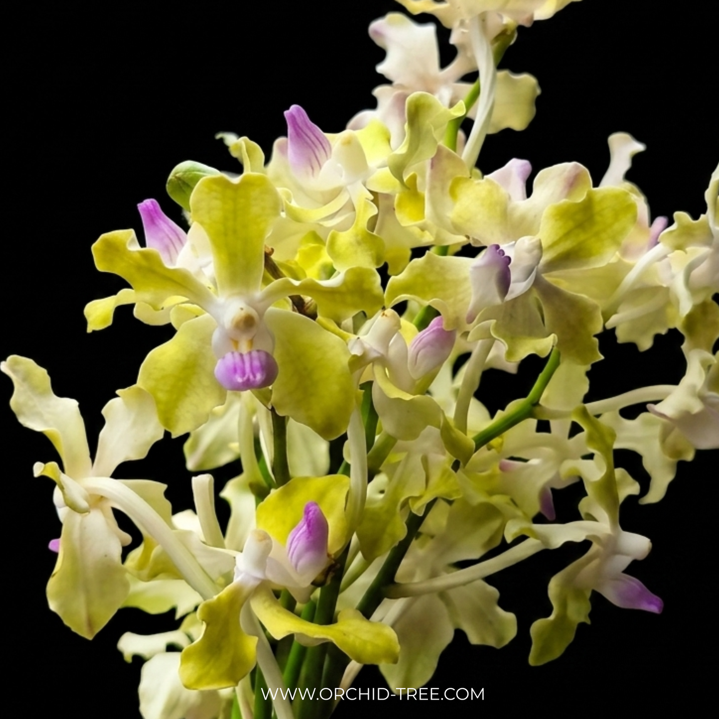Vanda tessellata var. semi alba sp. - BS - Buy Orchids Plants Online by Orchid-Tree.com