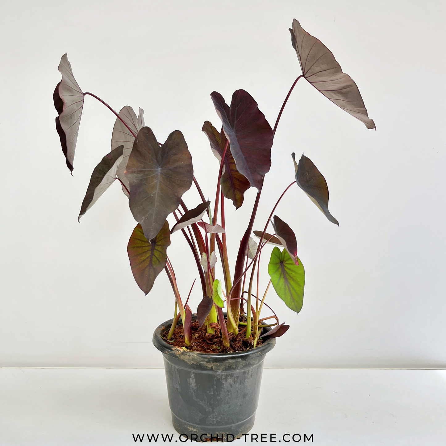Alocasia Black Magic