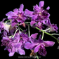 Dendrobium Rose Betty Purple Orchid Plant - BS - Buy Orchids Plants Online by Orchid-Tree.com