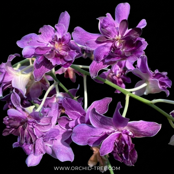Dendrobium Rose Betty Purple Orchid Plant - BS - Buy Orchids Plants Online by Orchid-Tree.com