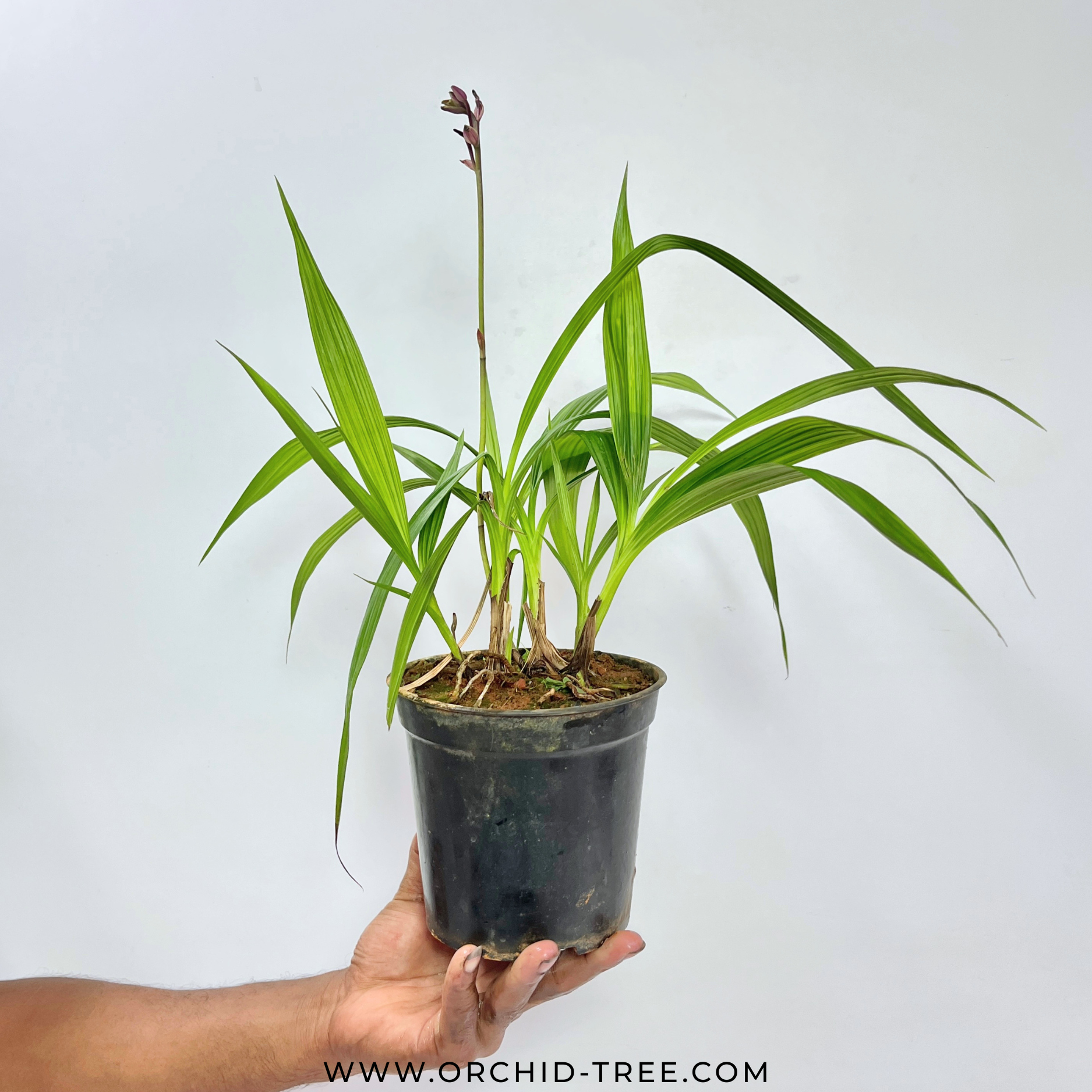 Spathoglottis Pink - FF - Buy Orchids Plants Online by Orchid-Tree.com