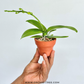 Phalaenopsis Younghome Little Snow Orchid Plant - FF (With Terracotta pot)