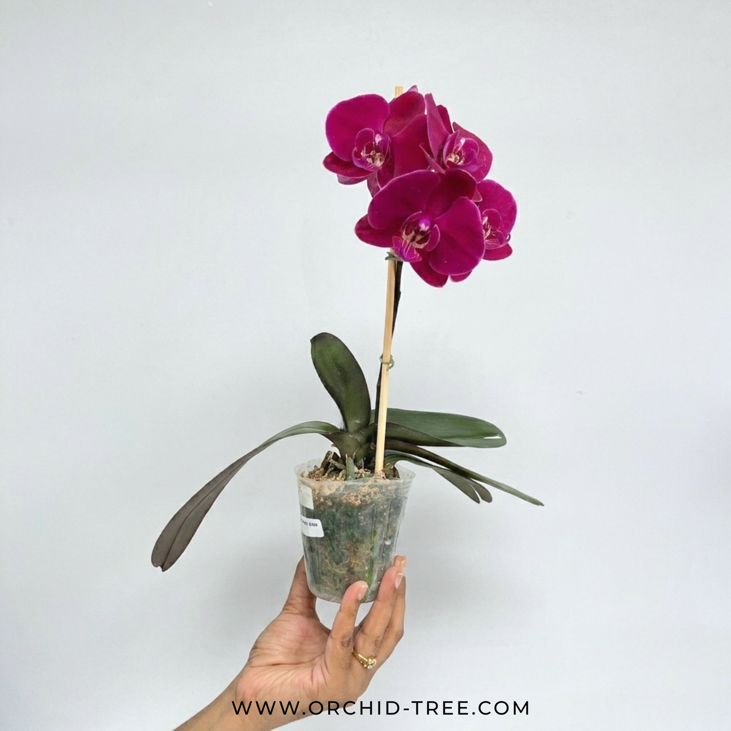 Phalaenopsis OX Black Face Orchid Plant - FF (Open Flowres)