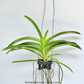 Vanda Yellow Butterfly Orchid Plant - BS