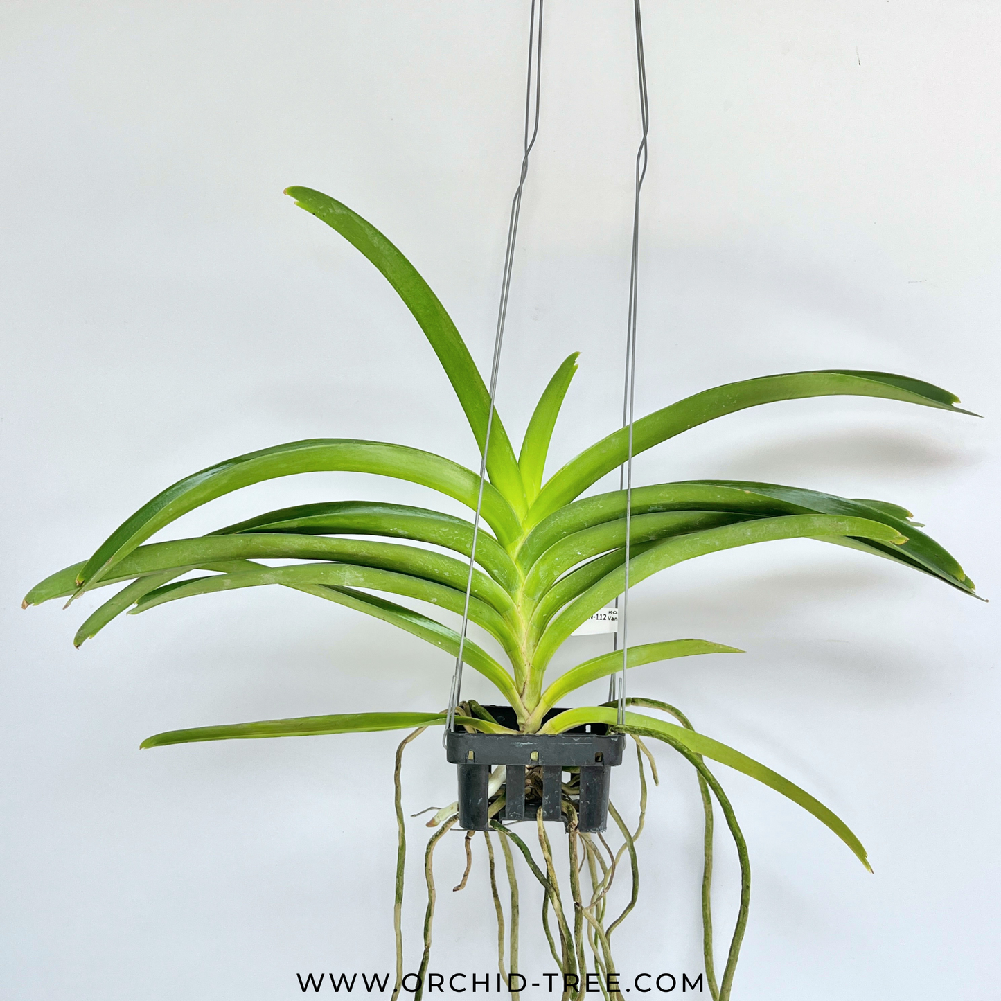 Vanda Yellow Butterfly Orchid Plant - BS