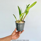 Cattleya Taiwan Firecracker 'Popcorn' Orchid Plant - BS