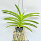 Vanda Dino Dream Orchid Plant - BS