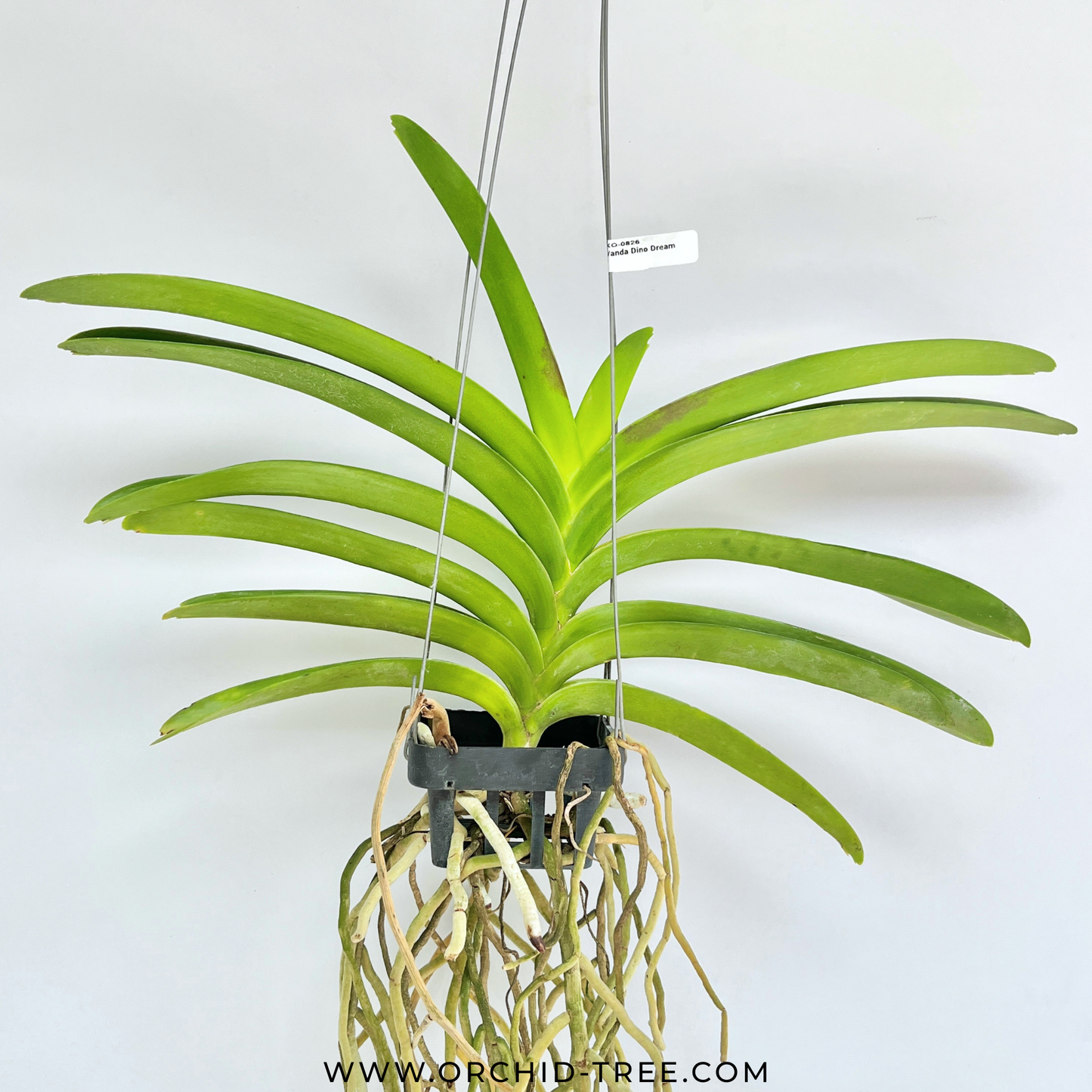 Vanda Dino Dream Orchid Plant - BS