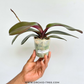 Phalaenopsis Rayoung splash Orchid Plant - FF