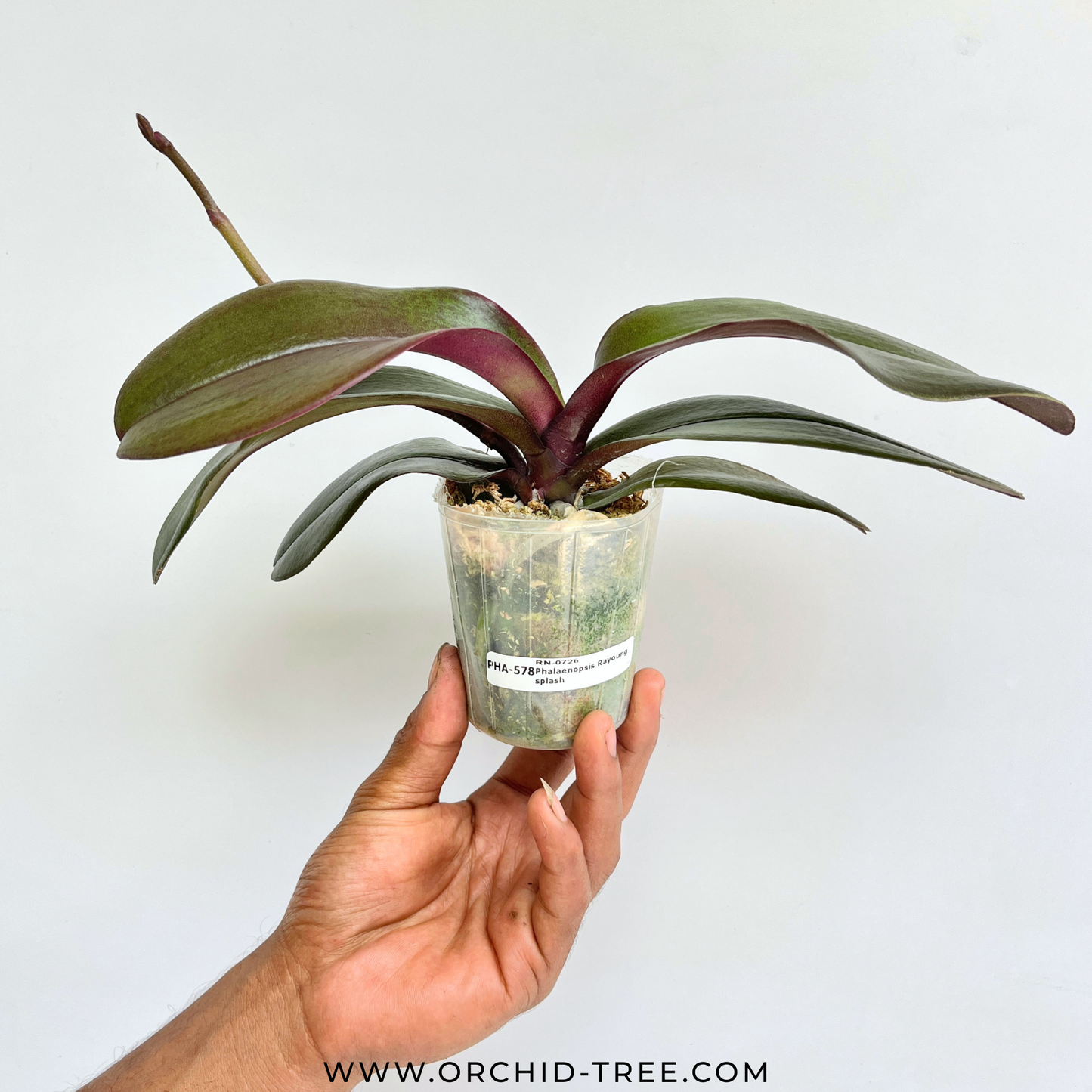 Phalaenopsis Rayoung splash Orchid Plant - FF