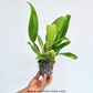 Cattleya Sena Sweet Orchid Plant - BS