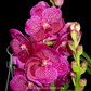 Vanda Dino Dream Orchid Plant - BS - Buy Orchids Plants Online by Orchid-Tree.com