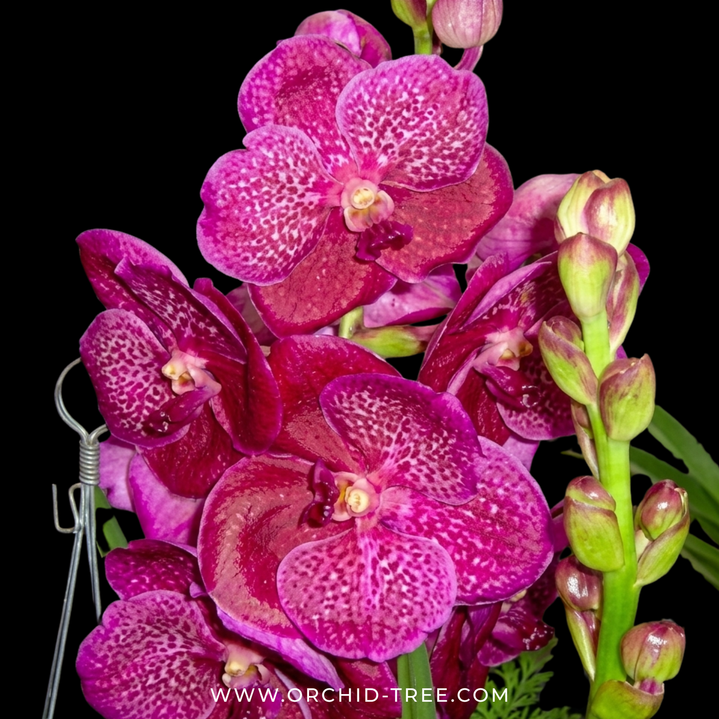 Vanda Dino Dream Orchid Plant - BS - Buy Orchids Plants Online by Orchid-Tree.com