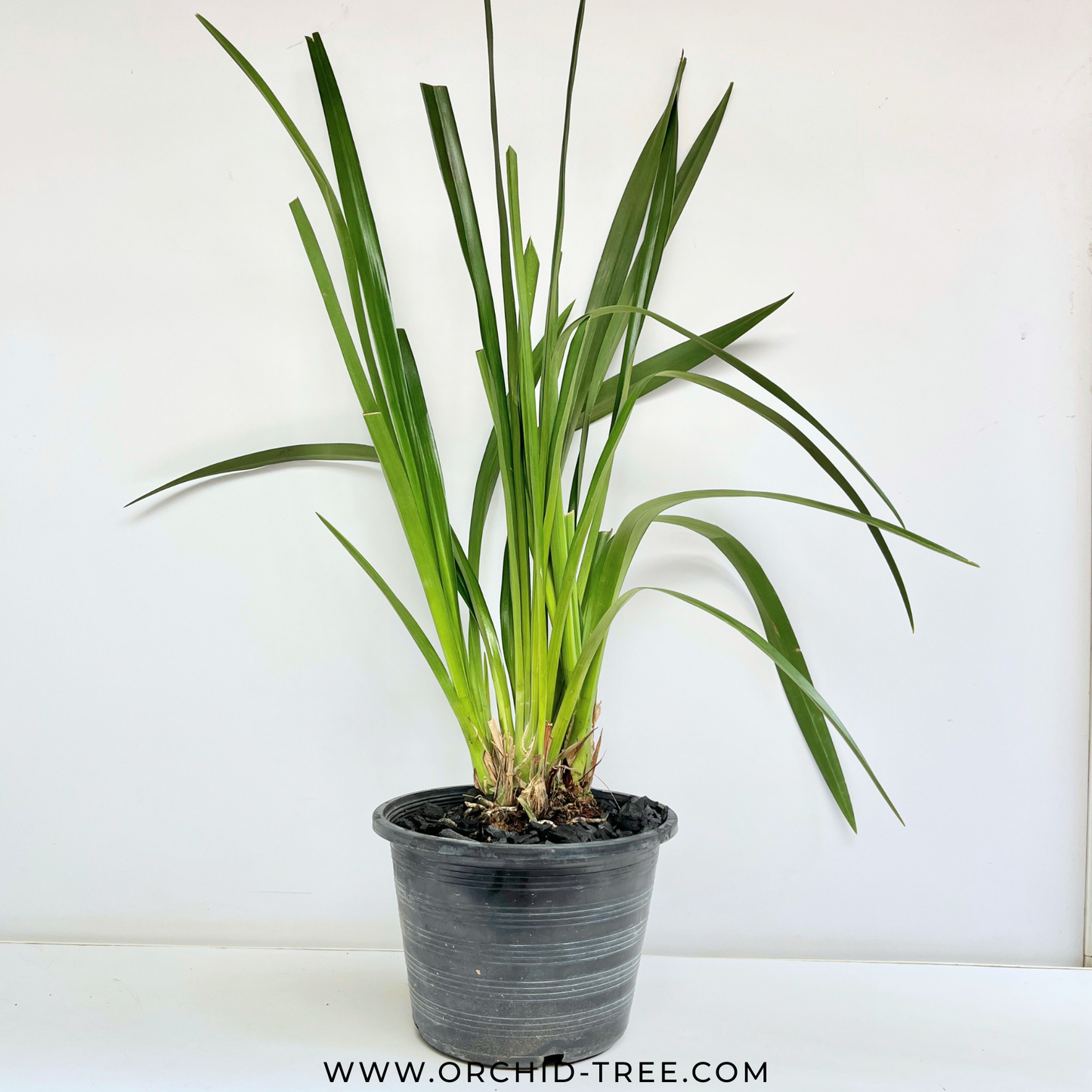 Cymbidium Pakkret Firestrom "Jerry" Orchid Plant - BS (Big Plant)