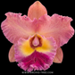 Cattleya Sena Sweet Orchid Plant - BS