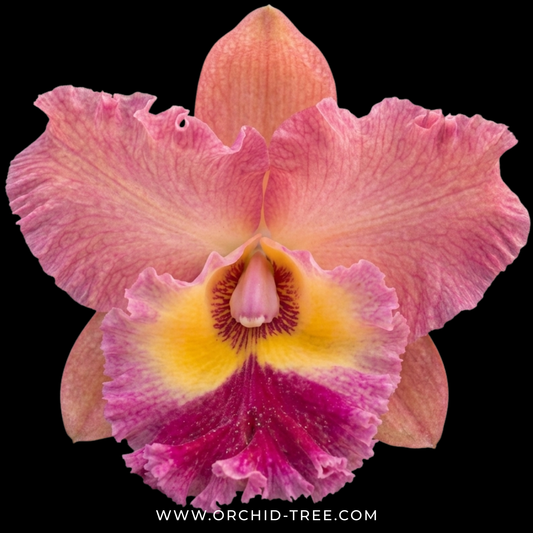 Cattleya Sena Sweet Orchid Plant - BS