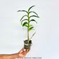 Dendrobium Thongchai Gold 'Pinwattana' Orchid Plant - BS