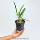 Cattleya (Bl.) Rustic Spots #3 Orchid Plant - FF - Buy Orchids Plants Online by Orchid-Tree.com