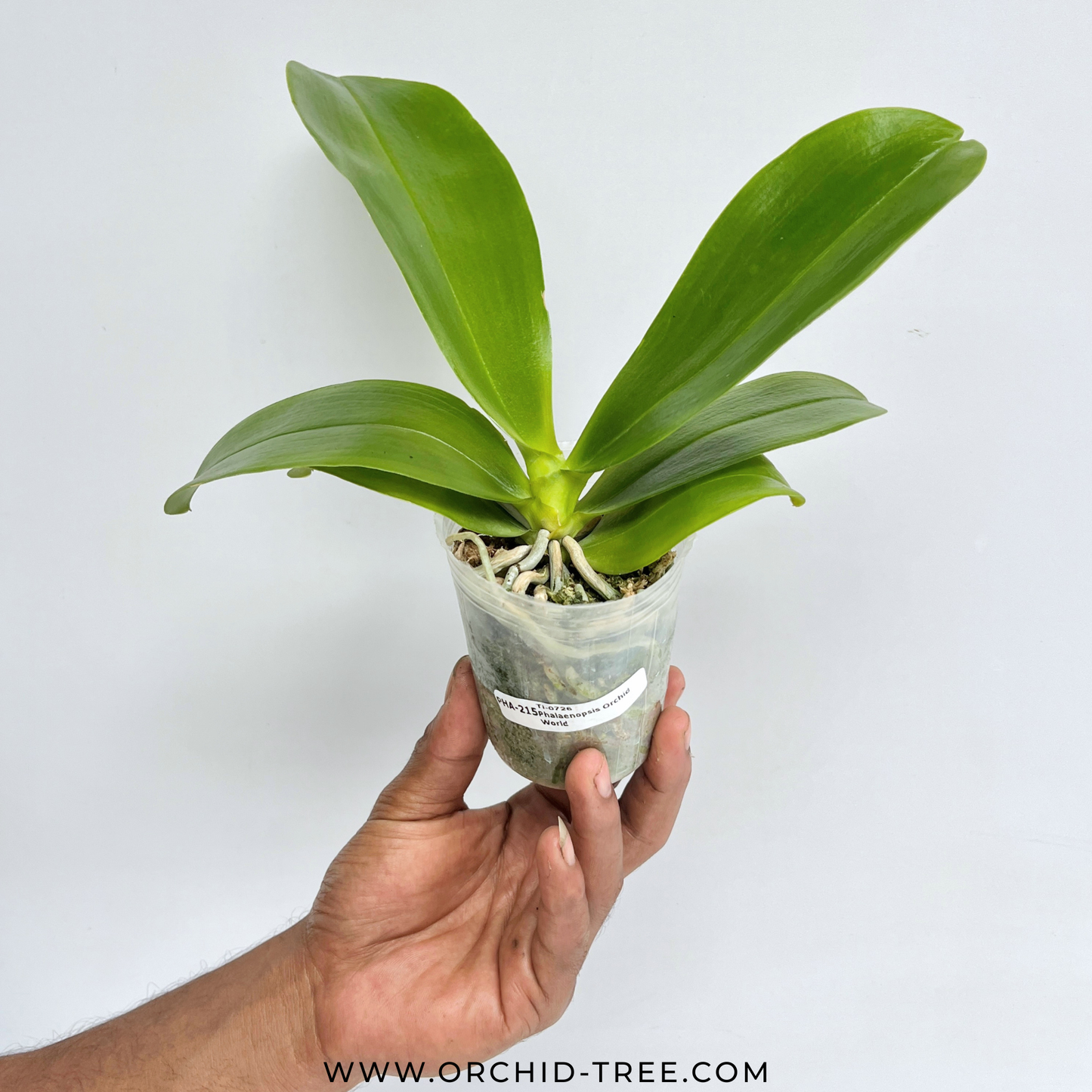 Phalaenopsis Orchid World Orchid Plant - BS