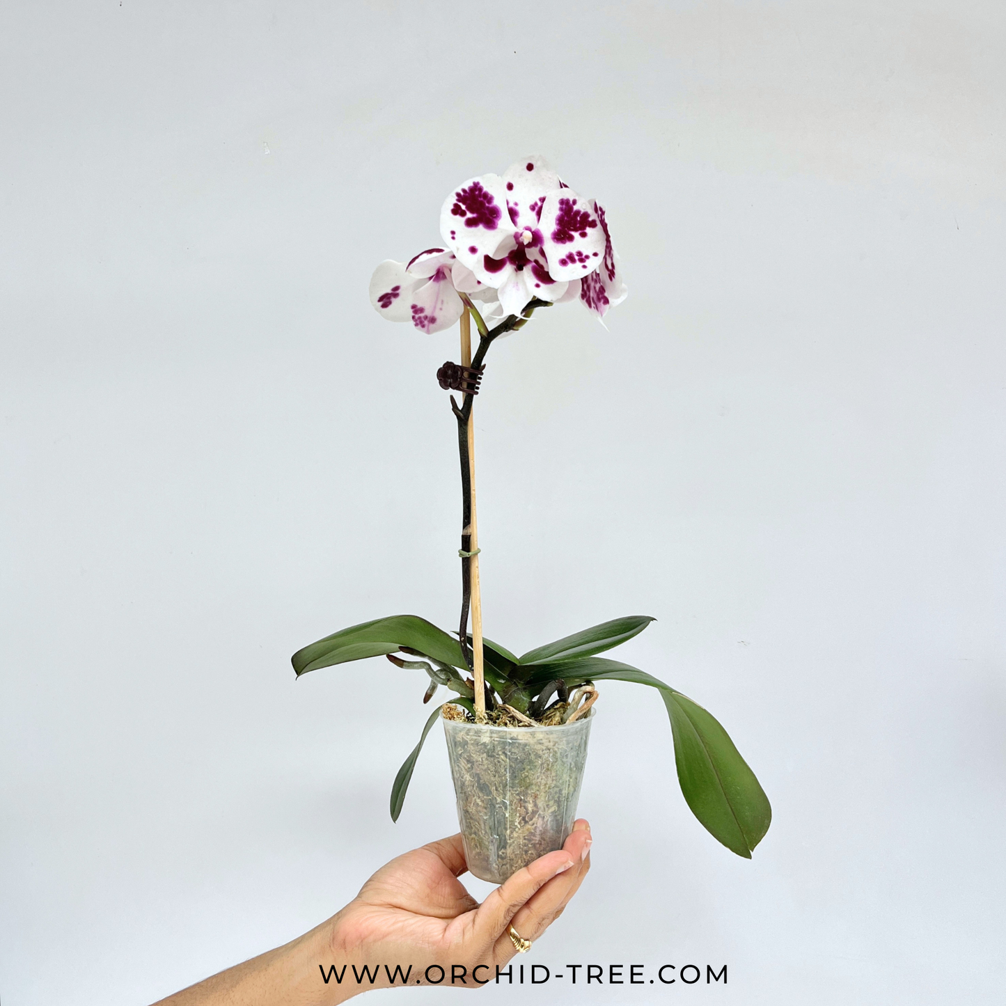 Phalaenopsis Fuller's Al-Plus Orchid Plant -FF (Open Flowers)