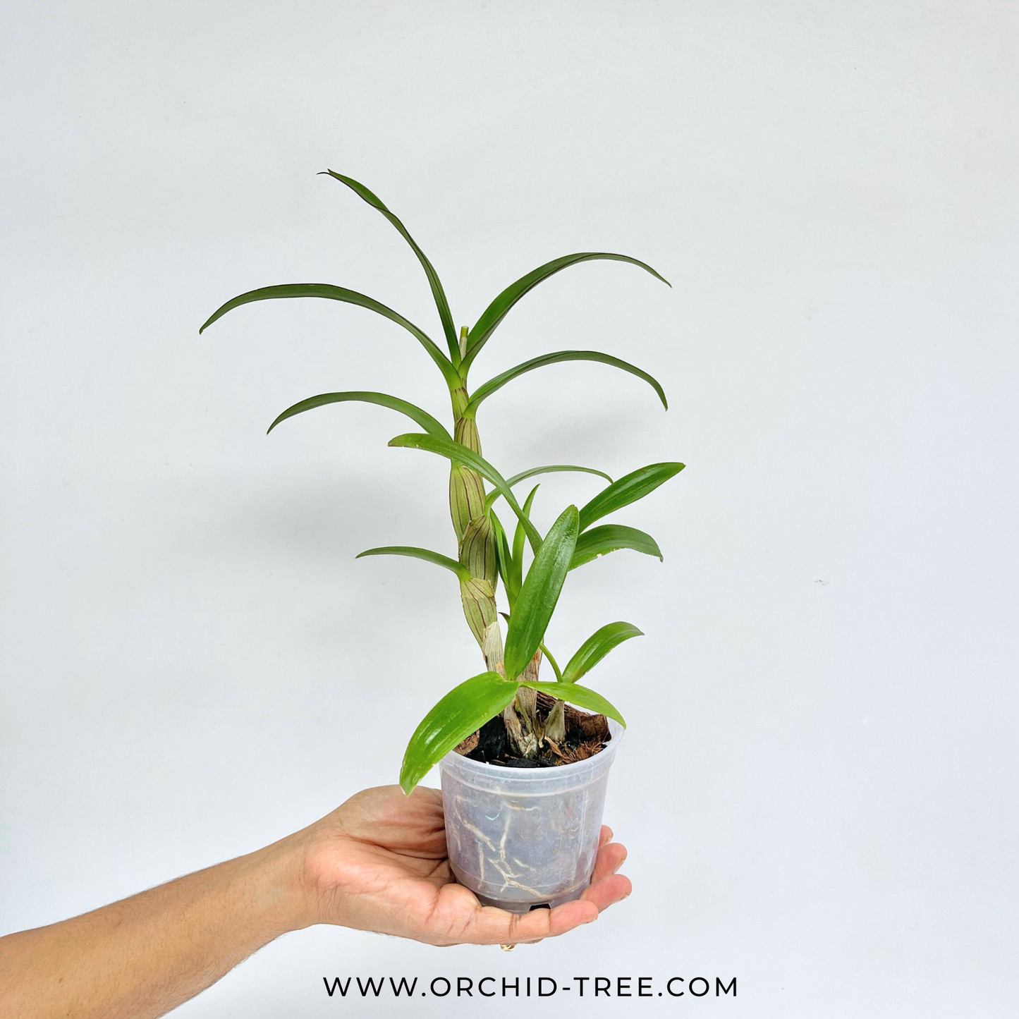Dendrobium Enobi Purple x Yaya compactum Orchid Plant - BS