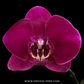 Phalaenopsis OX Black Face Orchid Plant - FF (Open Flowres) - Buy Orchids Plants Online by Orchid-Tree.com