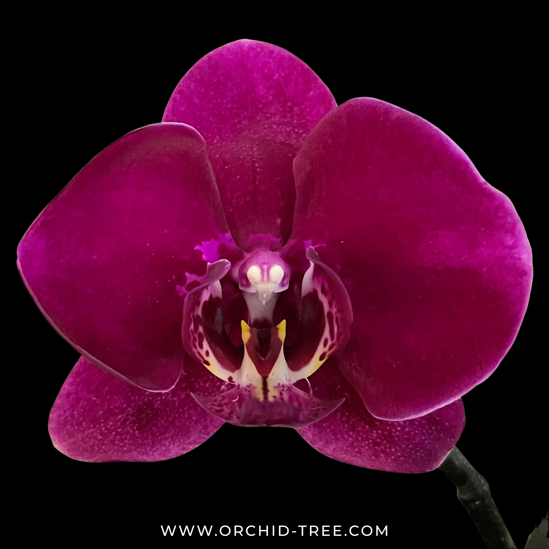 Phalaenopsis OX Black Face Orchid Plant - FF (Open Flowres) - Buy Orchids Plants Online by Orchid-Tree.com